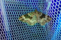 Epirrhoe alternata
