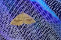 Camptogramma bilineata