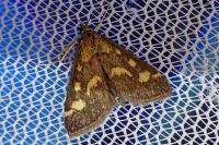 Pyrausta purpuralis