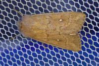 Mythimna albipuncta