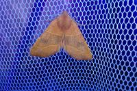 Atethmia centrago