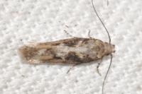 Caryocolum marmoreum