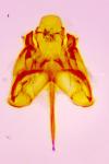 Caryocolum marmoreum