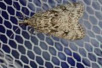 Eudonia truncicolella
