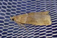 Acrobasis tumidana