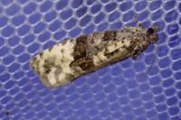 Apotomis betuletana