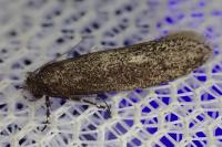 Elatobia fuliginosella
