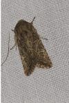Luperina dumerilii