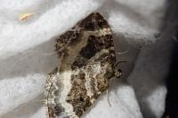 Epirrhoe alternata