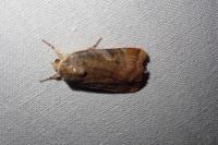 Noctua janthe/janthina