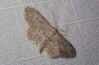 Idaea seriata