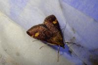 Pyrausta aurata