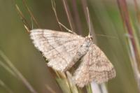 Scopula rubiginata