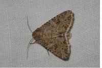 Anarta trifolii