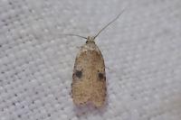 Agonopterix propinquella