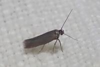 Scythris terrenella