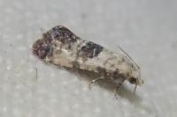 Cochylis posterana