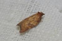 Acleris rhombana