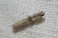 Ancylosis oblitella