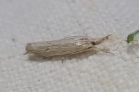 Metacrambus carectellus