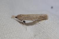 Ancylolomia disparalis
