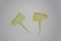 Ancylolomia disparalis