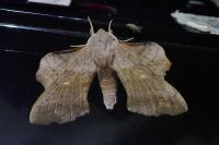 Laothoe populi