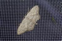 Idaea seriata