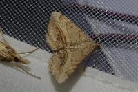 Chiasmia aestimaria