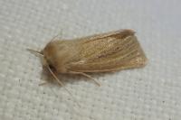 Denticucullus pygmina