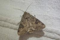 Anarta trifolii