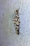 Nemapogon granellus
