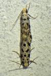 Nemapogon granellus