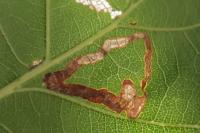 Stigmella