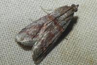 Acrobasis bithynella