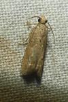 Acroclita subsequana