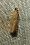 Acroclita subsequana