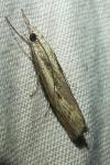 Agriphila geniculea