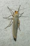 Eilema caniola