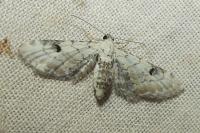 Eupithecia centaureata