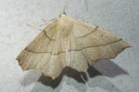 Gerinia honoraria