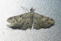 Gymnoscelis rufifasciata