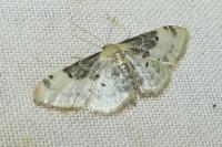 Idaea filicata