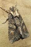 Dryobotodes tenebrosa