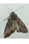 Mniotype solieri