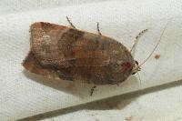Noctua janthe
