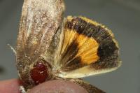 Noctua janthe