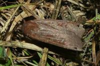 Noctua pronuba