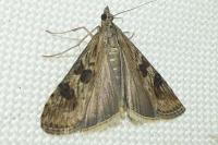 Nomophila noctuella