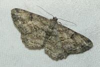 Peribatodes rhomboidaria